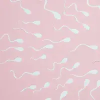 sperm cells